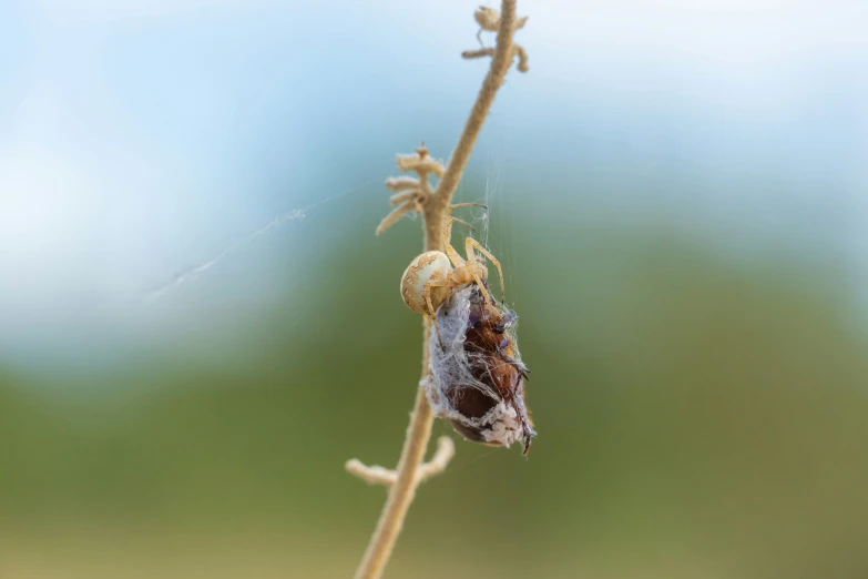 a close up of a caterpillar on a plant