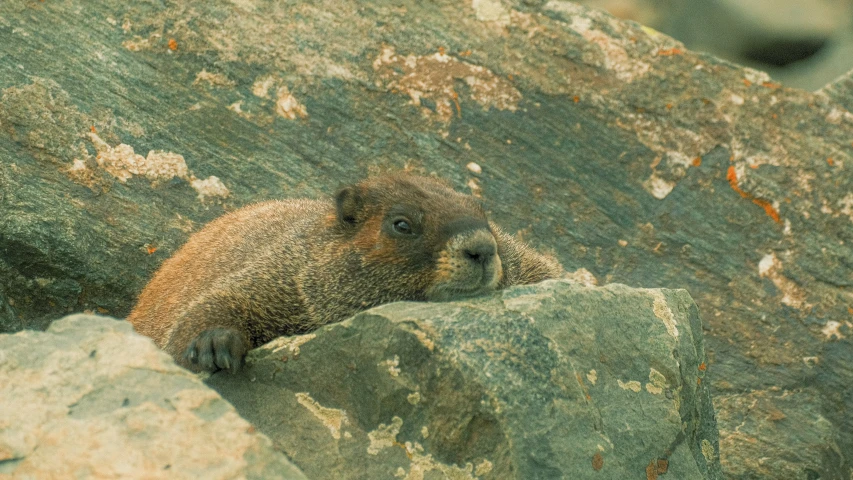 a very big furry animal on some rocks