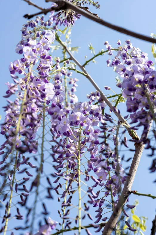 purple flowers are hanging from a tree in the air