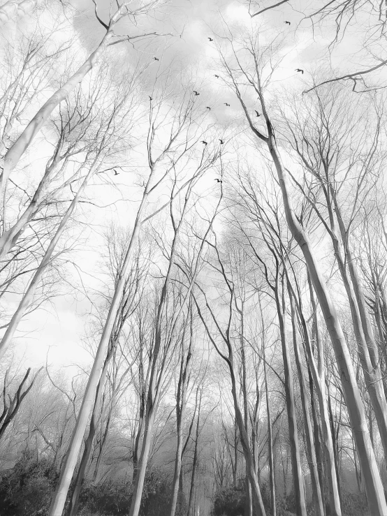 looking up at trees with birds flying over them