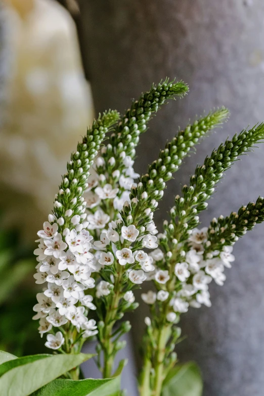 some white flowers growing out of the green leaves