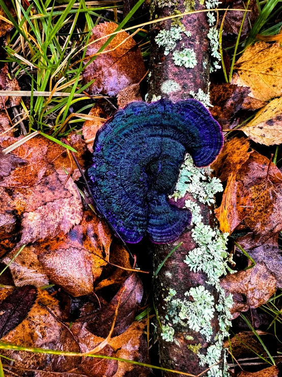 a mossy plant is on the ground next to some dry leaves