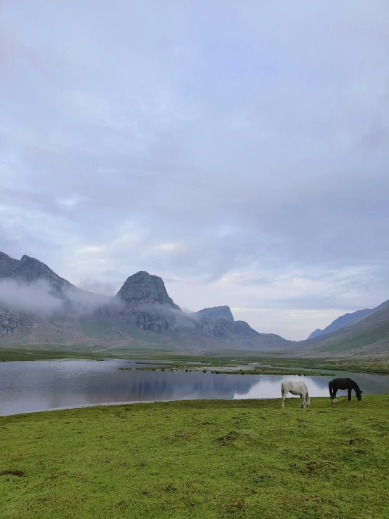 some horses are grazing near the water