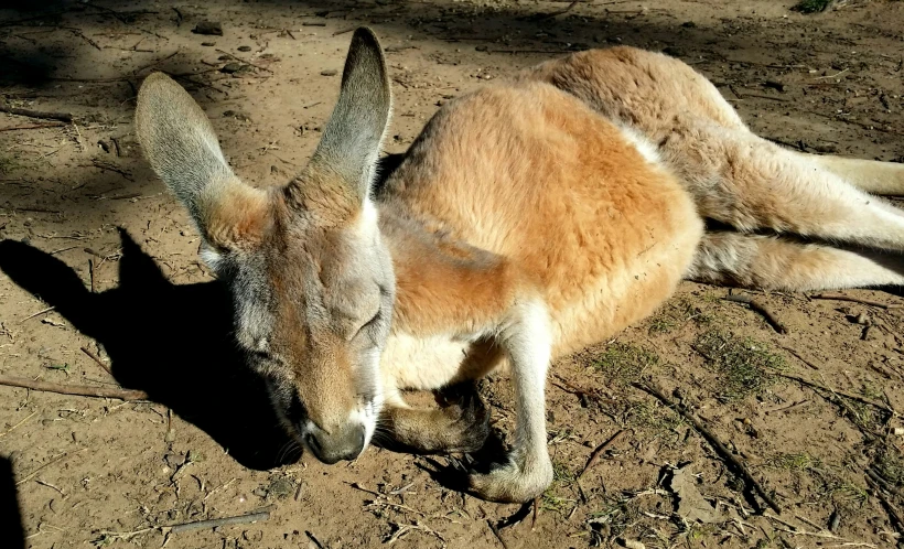 an animal that is laying down in the dirt