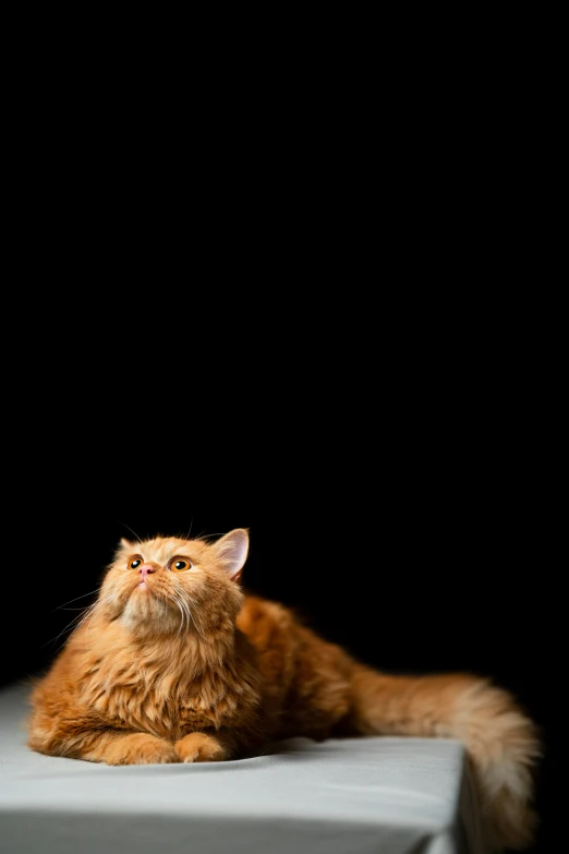 an orange cat sitting on top of a white table