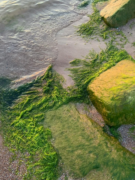 some green plants growing around a large rock next to the ocean