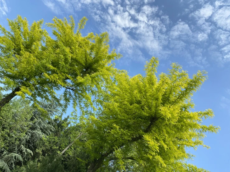 two green trees with a blue sky in the background