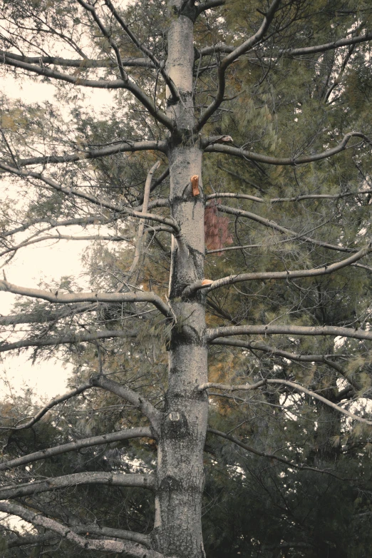 a tree with no leaves and the top of a bird house on it