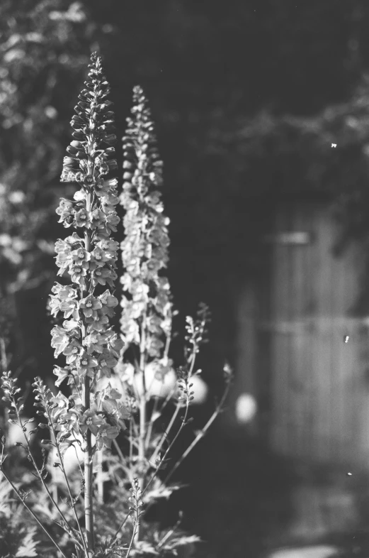 a black and white po of a plant in front of trees