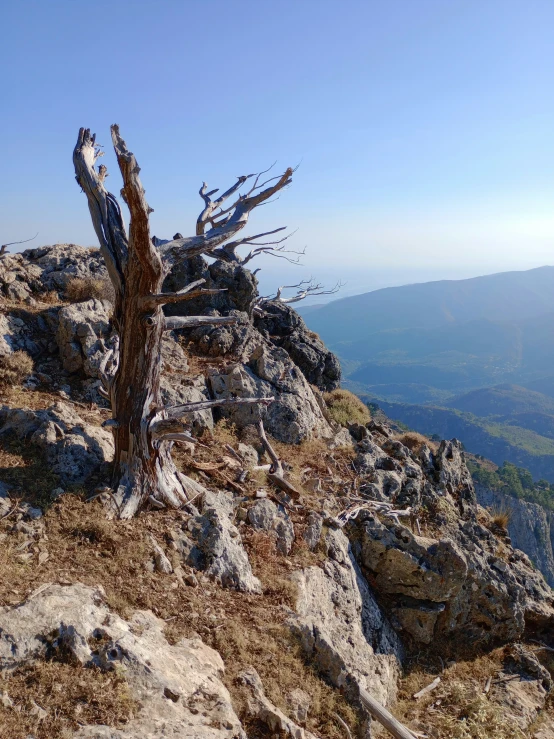 some tree trunks on a very steep mountain