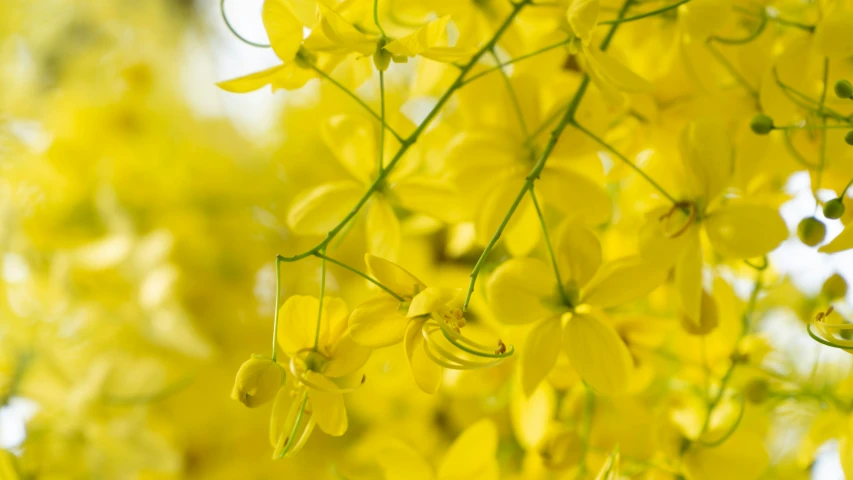 beautiful yellow flowers blooming on a green stalk