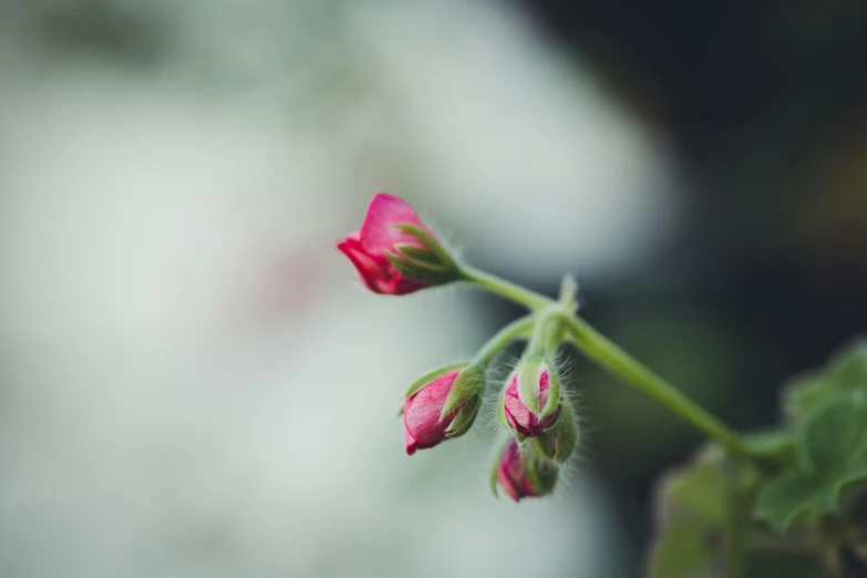 a rose bud is beginning to open on this nch