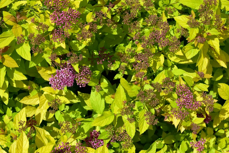 green plants with purple flowers on them