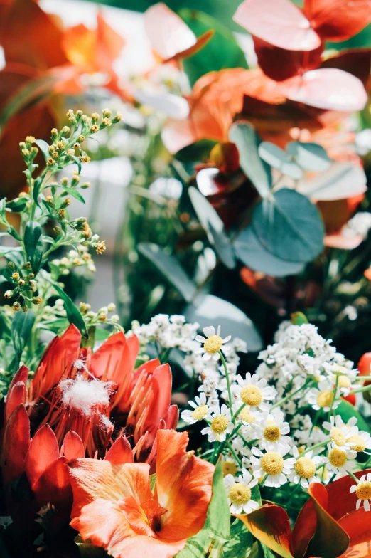 a bunch of flowers are in the sunlight