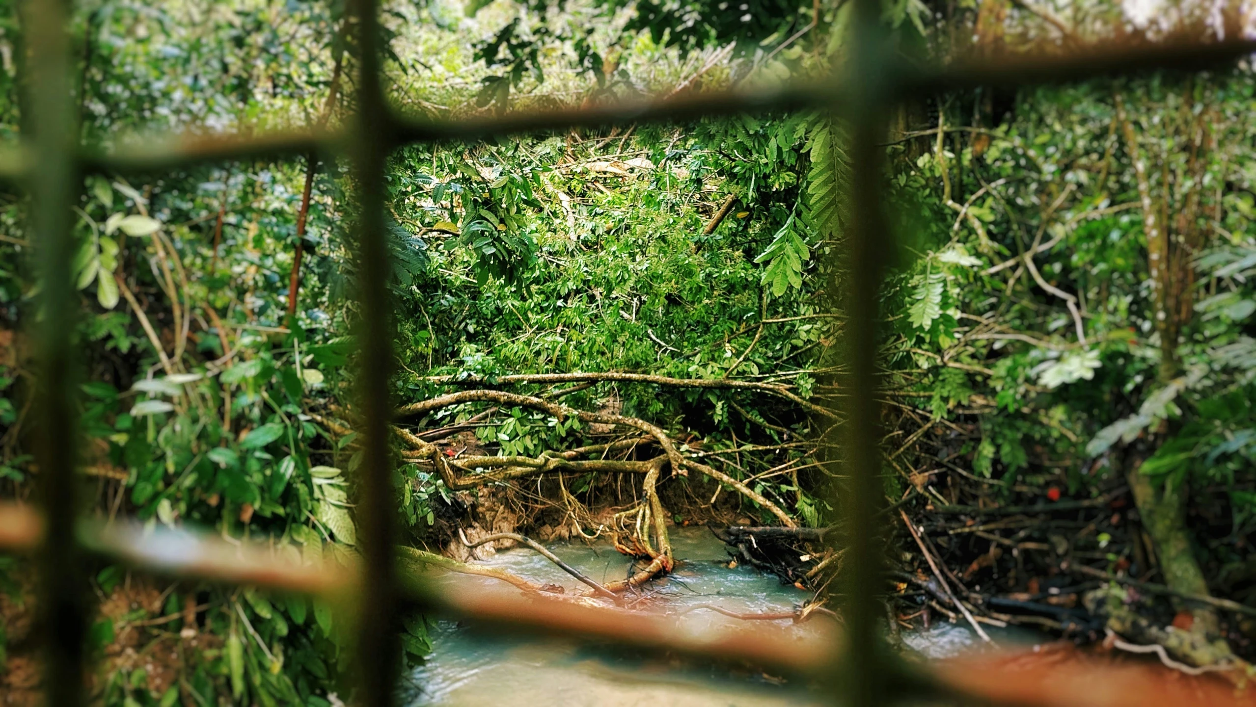 a river that is running through a jungle