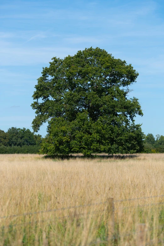 a lone tree sitting in a field with tall grasses