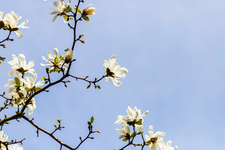 a close up of white flowers in a tree