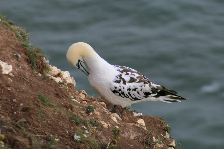 a bird stands on the cliff by the water