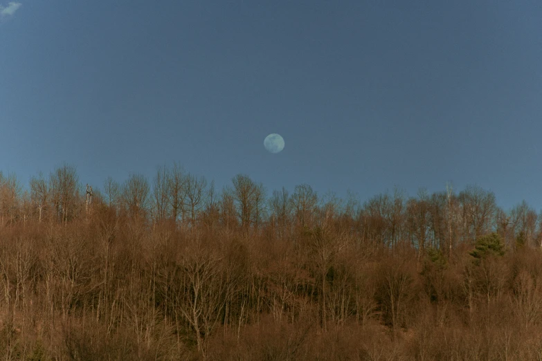 tall trees are in the foreground and a moon is seen above