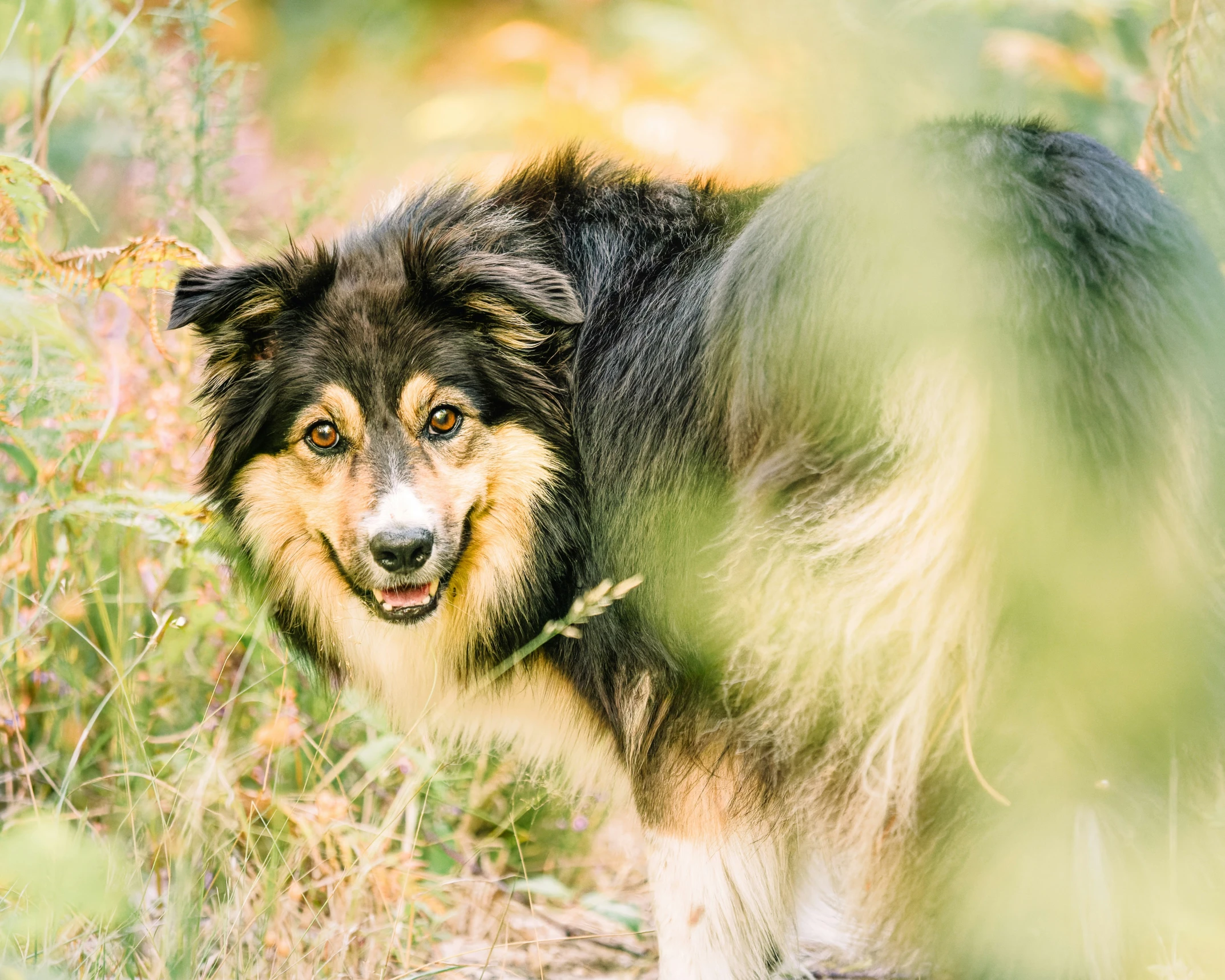 a dog is looking around while standing in tall grass