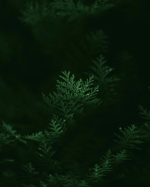 the green pine is shining in the dark