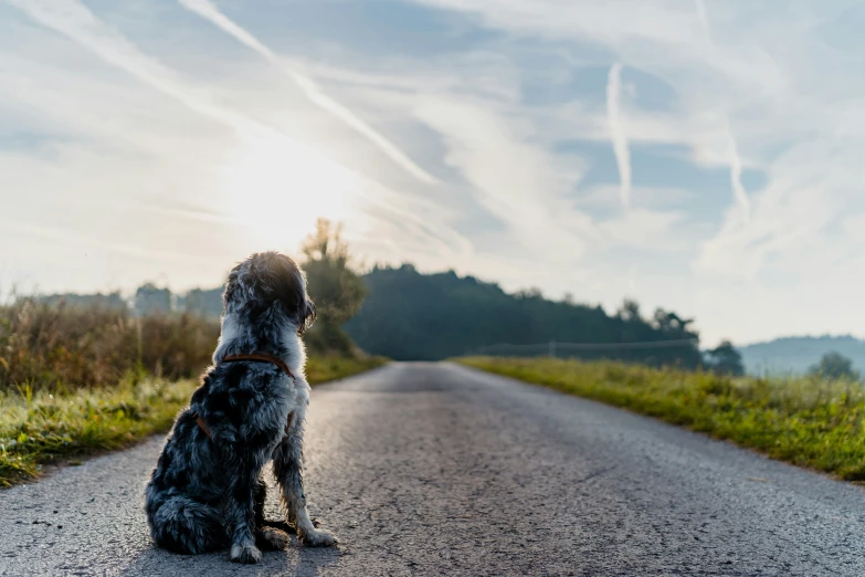 a dog sits in the middle of a road