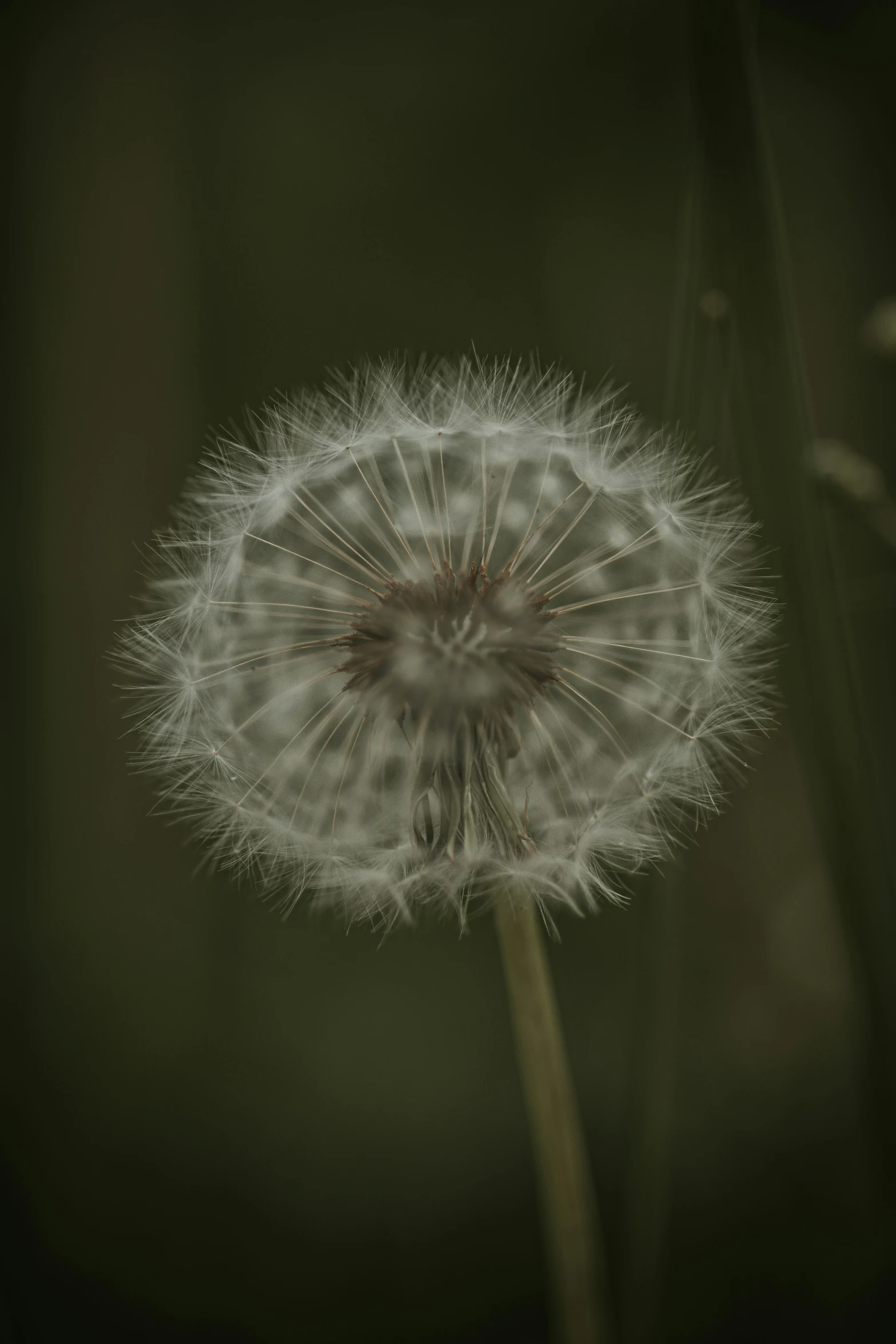 a dandelion seed head with water droplets