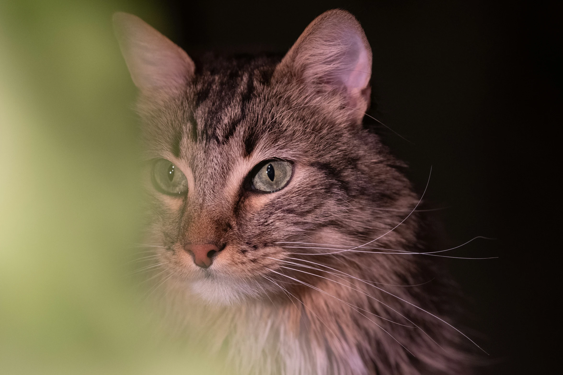 a very pretty cat looking at the camera