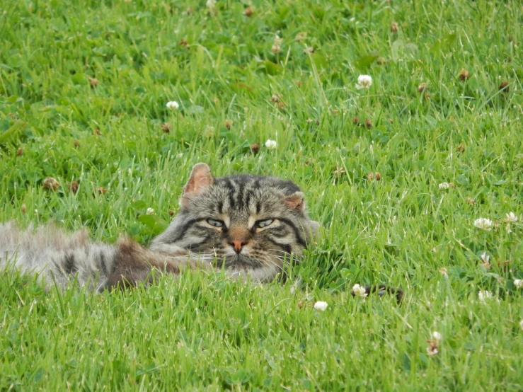 a cat sitting in a field of tall green grass