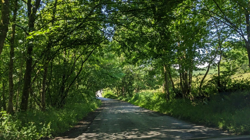 a rural road in the middle of a large forest