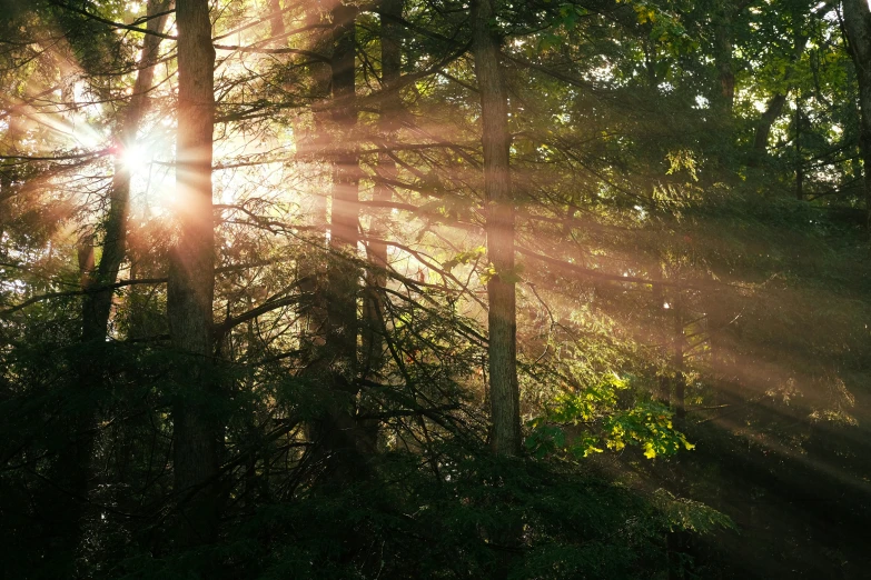 some trees with sun shining through them