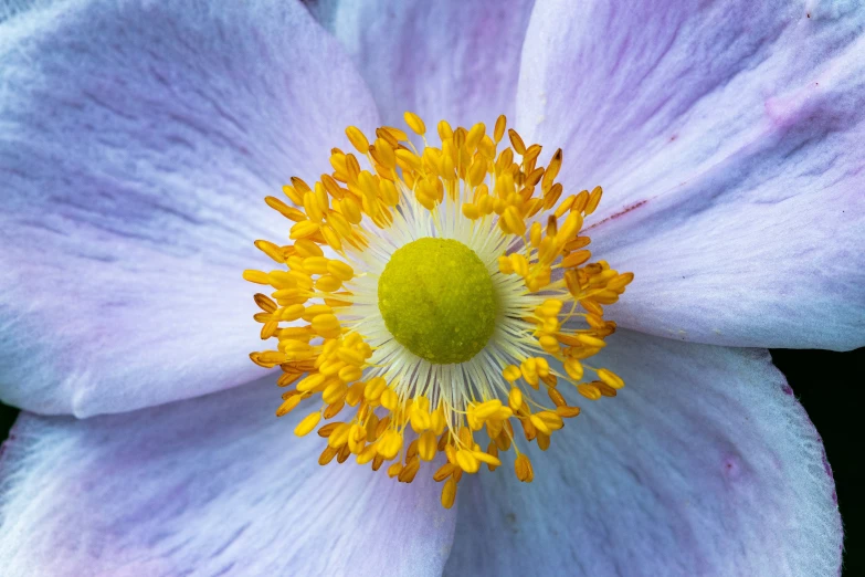 an image of a blue flower blooming in full bloom