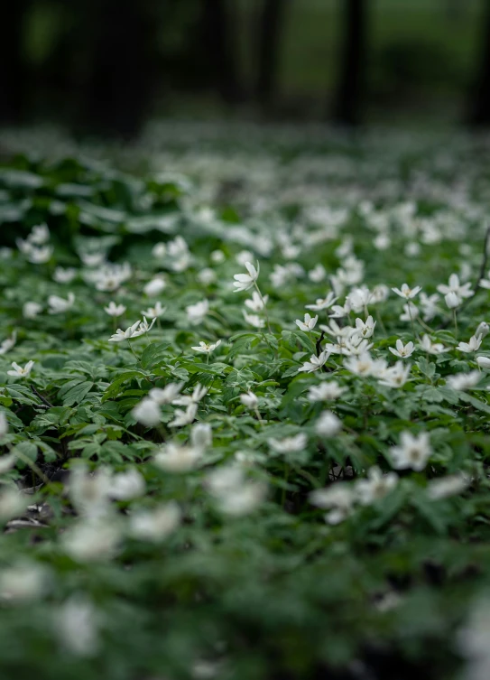 many white flowers growing on a lush green field