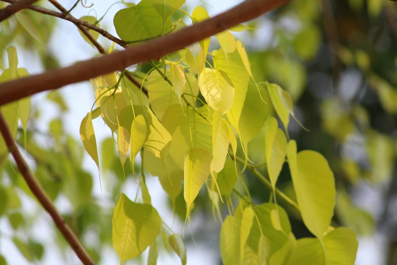 there are leaves that are on the tree