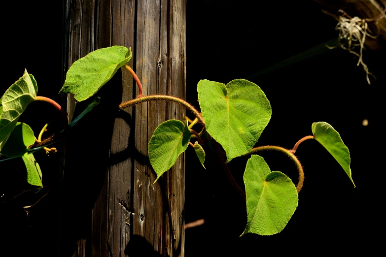 green leaves on the side of a fence post