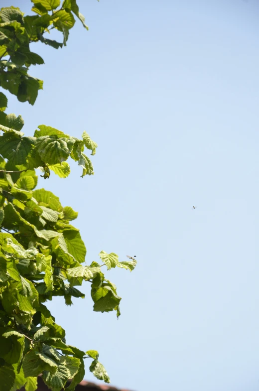 a view up at some very green leaves