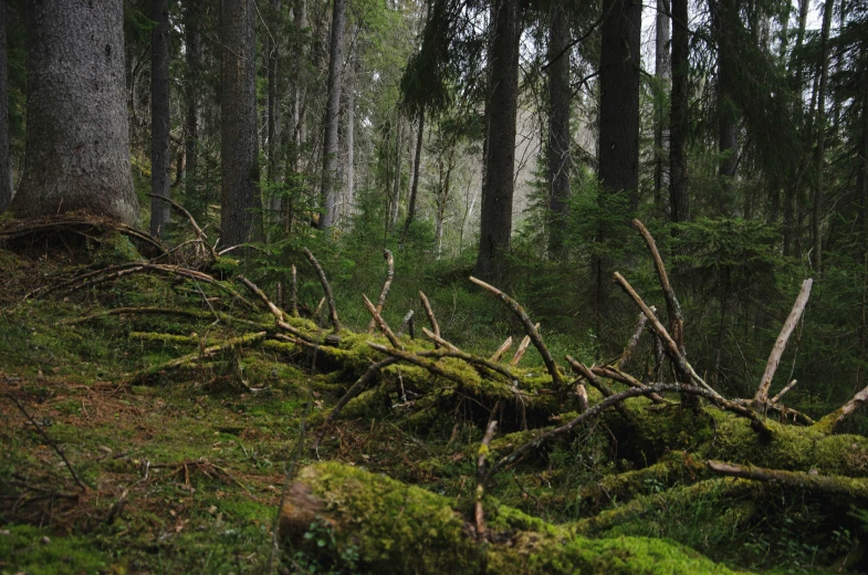 a lush green forest filled with trees and moss