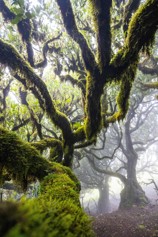 a very dense and mossy forest with trees covered in thicket