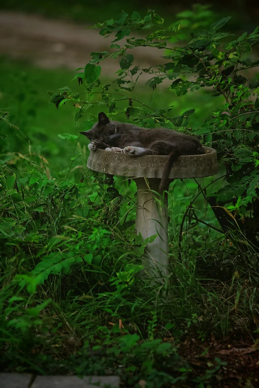 a grey and white cat laying on a small pole