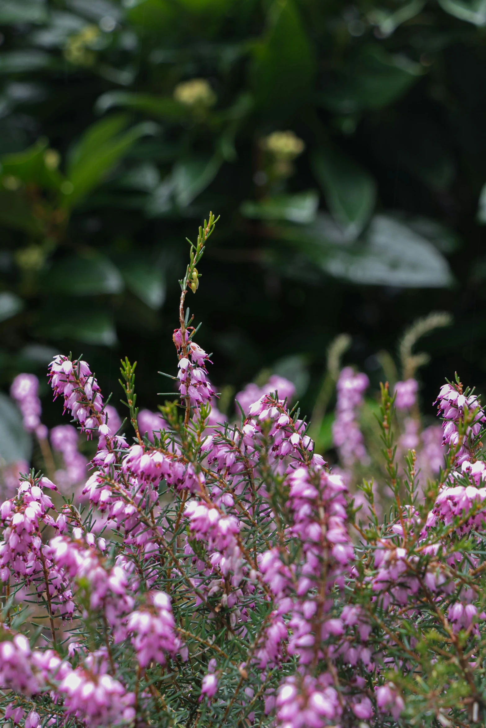 a bunch of purple flowers sitting in front of some bushes