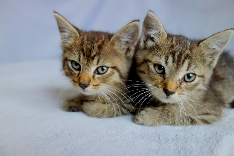 two little kittens sitting next to each other on a bed