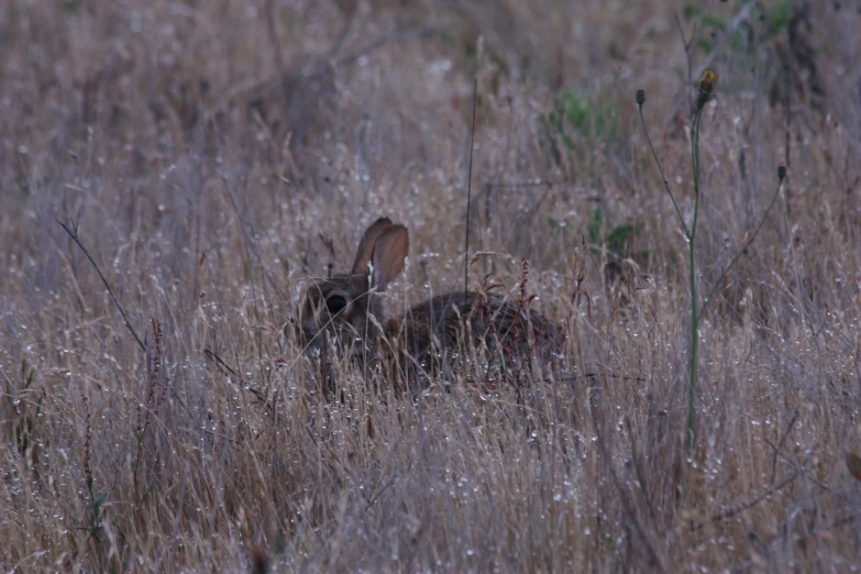 a rabbit hiding in tall grass in the field