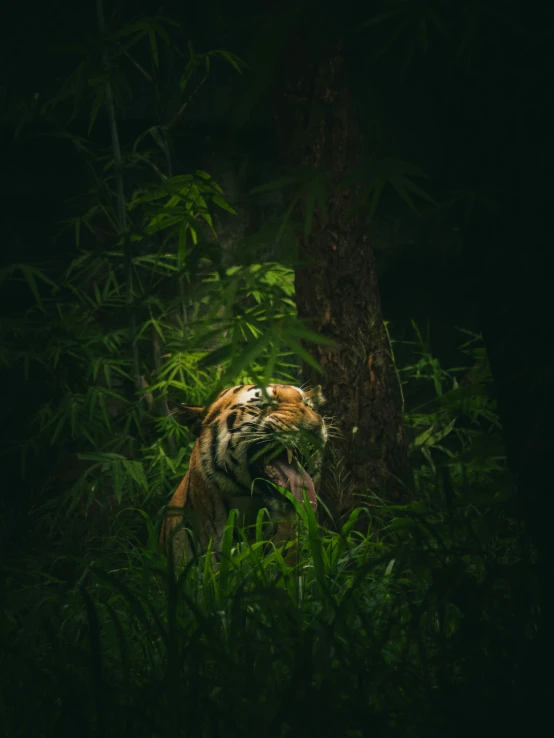 a tiger is walking around in the jungle