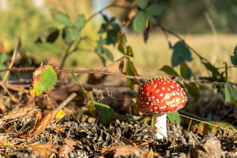 red mushroom sits in the grass next to the ground