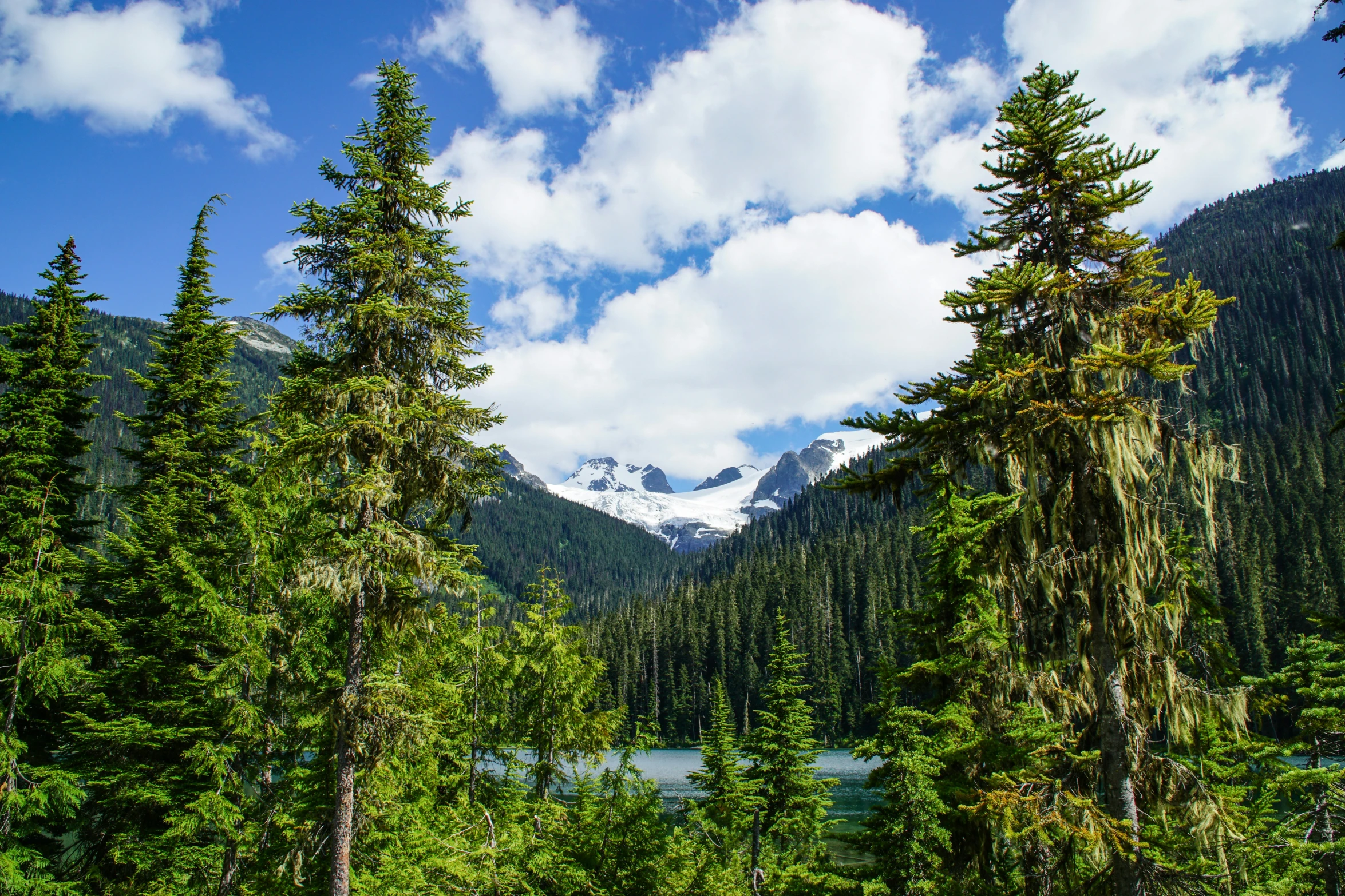 green trees, mountains, and blue sky in the wilderness