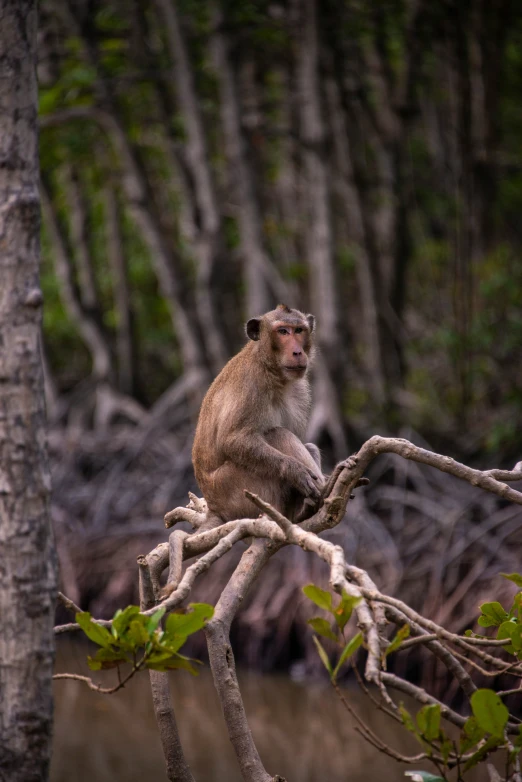 a brown monkey is sitting on a nch near many trees