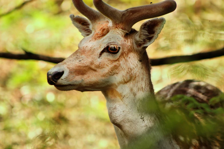 a close up s of a deer in the woods