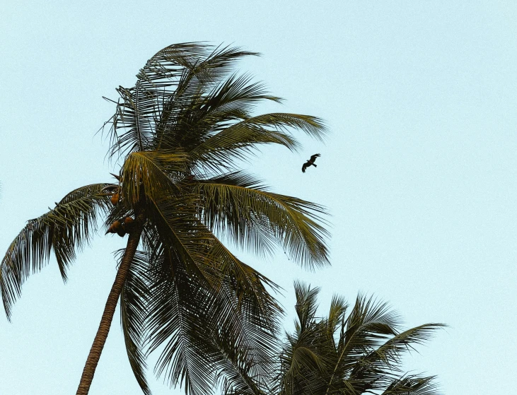 a single bird is flying near a palm tree