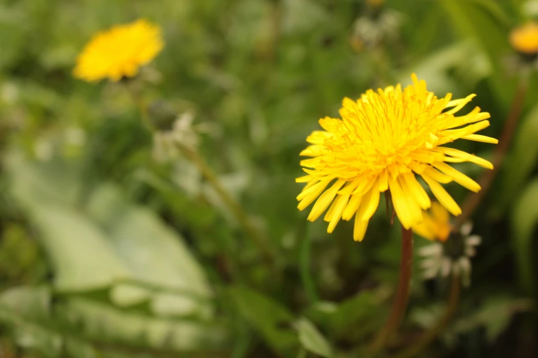 a flower with a yellow center sitting next to green leaves