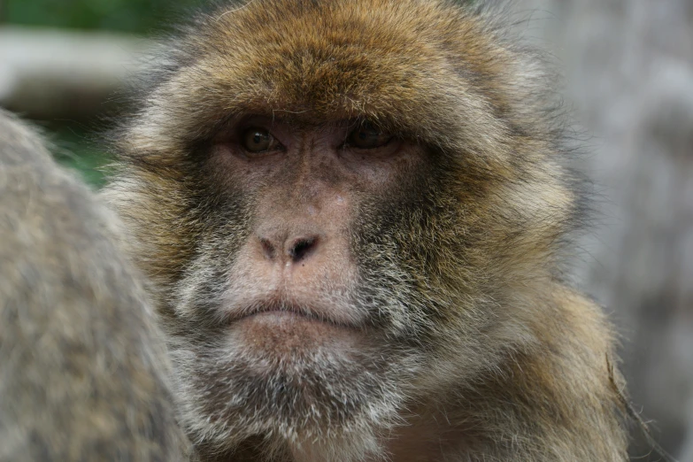 a brown monkey looking back while sitting on a bench